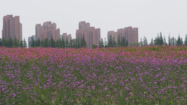 花海中的城市