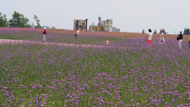 马鞭草花海