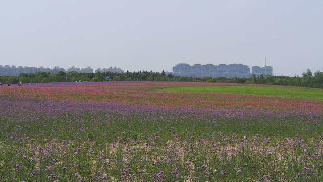 城市花海