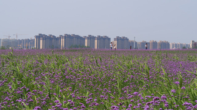 城市花海