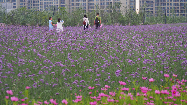 城市花海