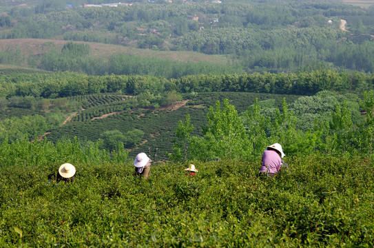 采茶季节