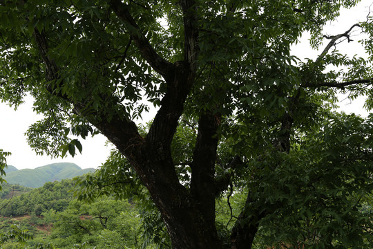 古核桃树