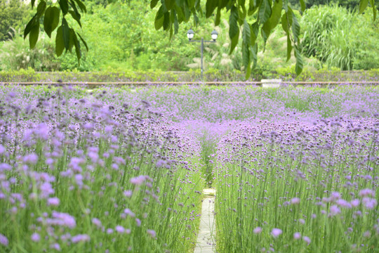 鼓山大桥花海公园