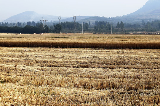 山村麦地