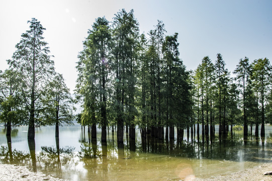 水杉林