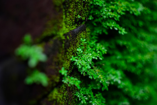 苔藓植物