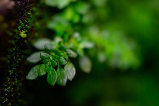 苔藓植物