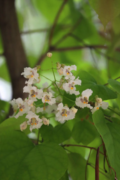 梓树开花的低调美