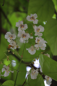 梓树开花的低调美