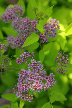 金山绣线菊