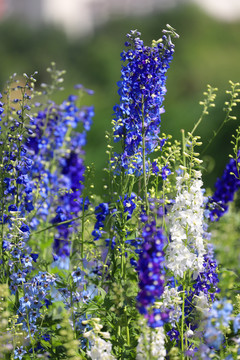 翠雀花高清