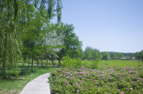 鸣翠湖湿地公园