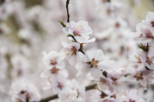 桃林花开满色春