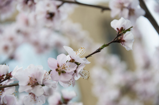 春暖满林花