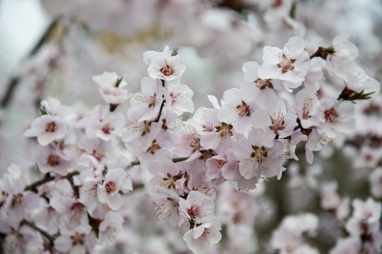 盛花桃林春