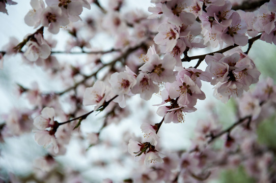 桃林满花春