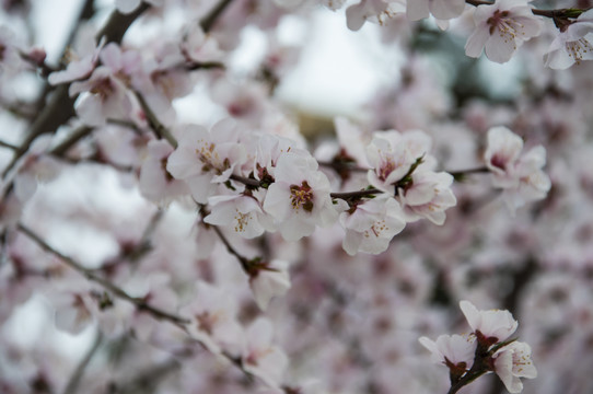 桃林满花春