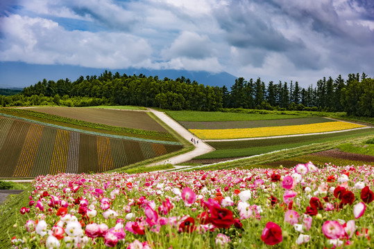 北海道四季彩之丘农场风光