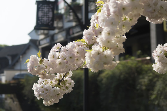 水畔樱花