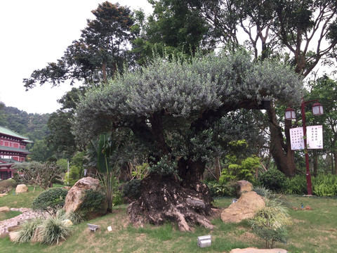 圭峰山玉台寺松树