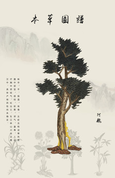 中藥阿魏