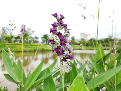 再力花