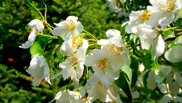 山丁子花