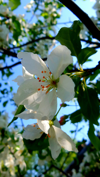 山丁子花