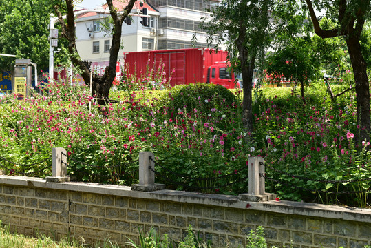 绿化蜀葵花