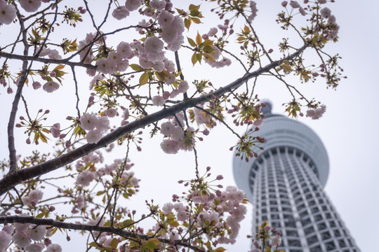 日本东京晴空塔skytree