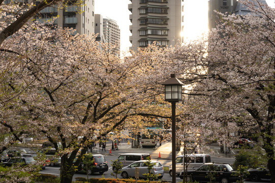 日本东京街头樱花树