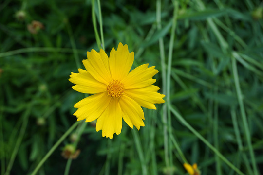 剑叶金鸡菊