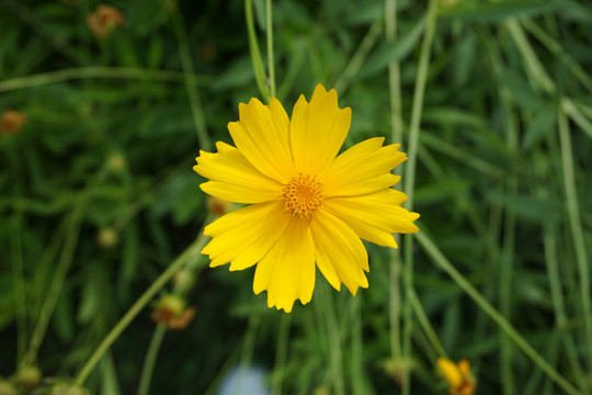 剑叶金鸡菊