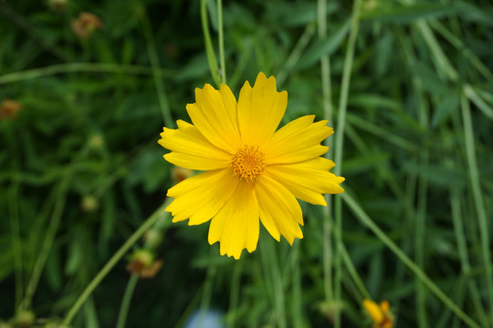 剑叶金鸡菊