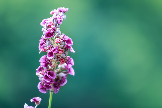 花卉鲜花