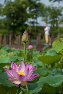 荷花