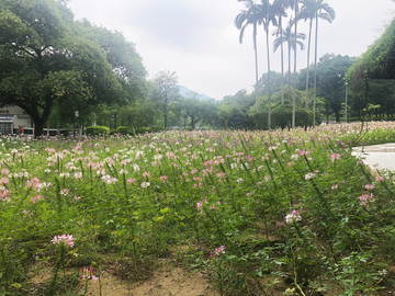 马鞭草花海