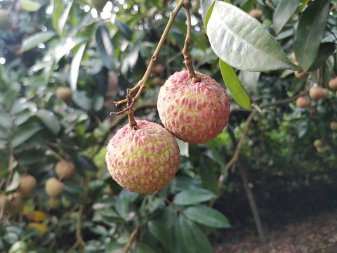 鸡嘴荔枝