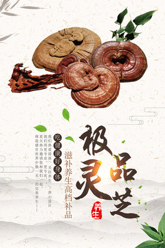 靈芝海報(bào)