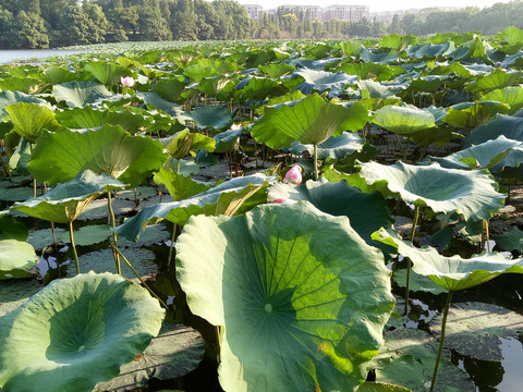 衡阳南湖荷池