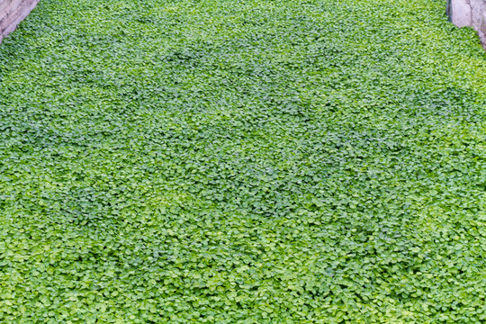 江苏常州宝林禅寺水生植物