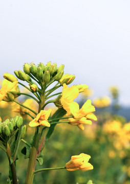 油菜花