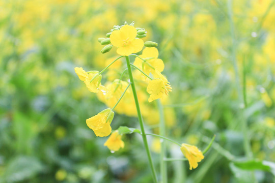 油菜花