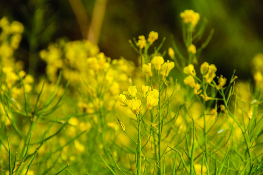 油菜花