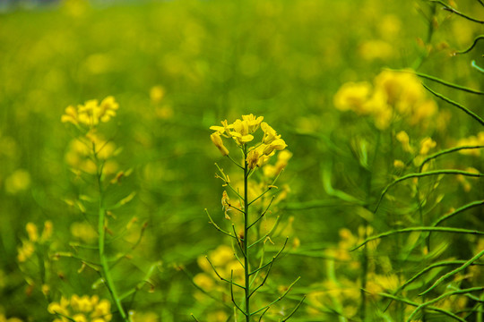 油菜花素材