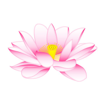 矢量手繪粉色荷花插畫插圖psd