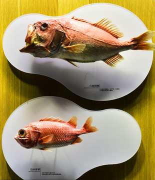 红胸棘鲷日本骨鰃wei