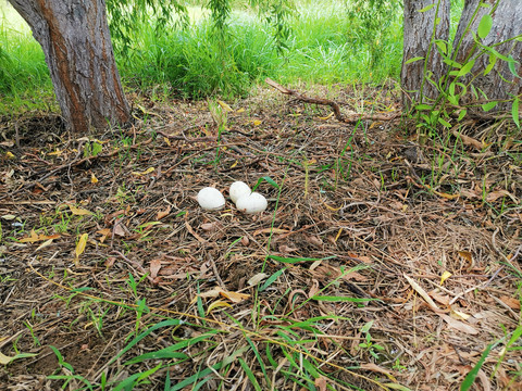 林间的散养鹅蛋