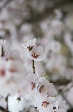 烂漫桃花